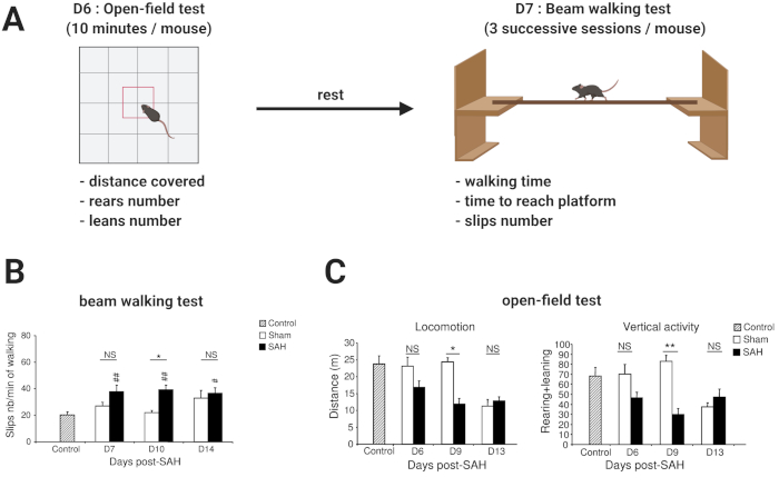 Mouse behavioral analysis: diagram of open-field and beam walking tests; bar charts of activity data.