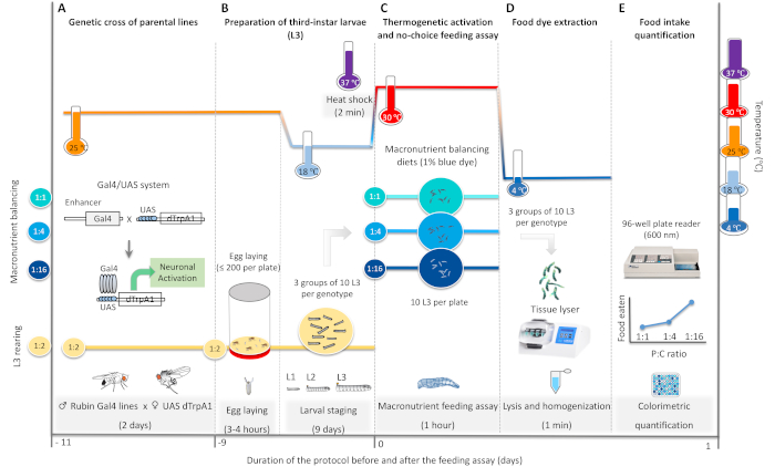 figure-results-2 Genetic cross and feeding assay diagram detailing thermogenetic activation, macronutrient diets, and quantification.