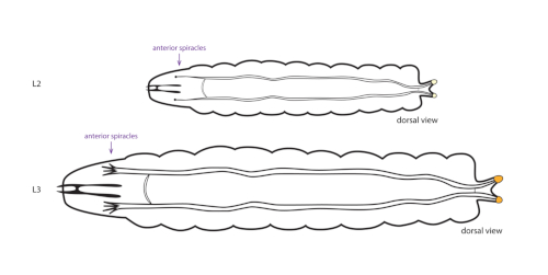 figure-results-3 Larval morphology diagram, dorsal view; features anterior spiracles, labeled L2, L3 for species comparison.