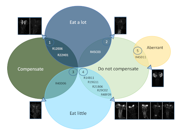figure-results-5 Venn diagram categorizing genes affecting feeding behavior with anatomical images insets.