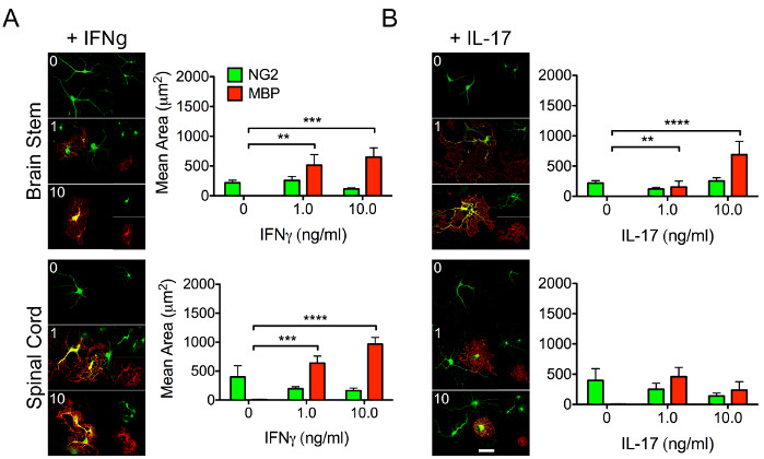Brain stem and spinal cord analysis; NG2/MBP expression vs. IFNg/IL-17 levels; bar charts, fluorescence.