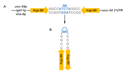 Gene editing diagram with SfiI site in hsp-90 sequence context; DNA recombination process.