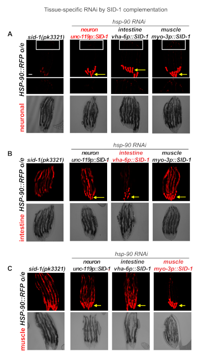 Tissue-specific RNAi process using SID-1; fluorescence microscopy results; neuron, intestine, muscle cells analysis.