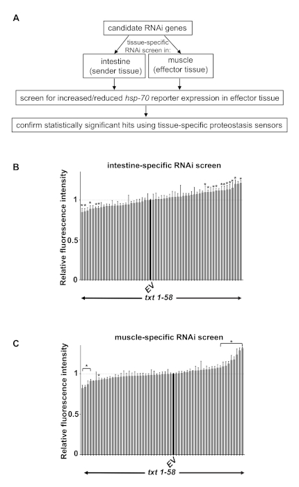 RNAi screening process; diagram and bar graphs; fluorescence intensity; tissue-specific screening.