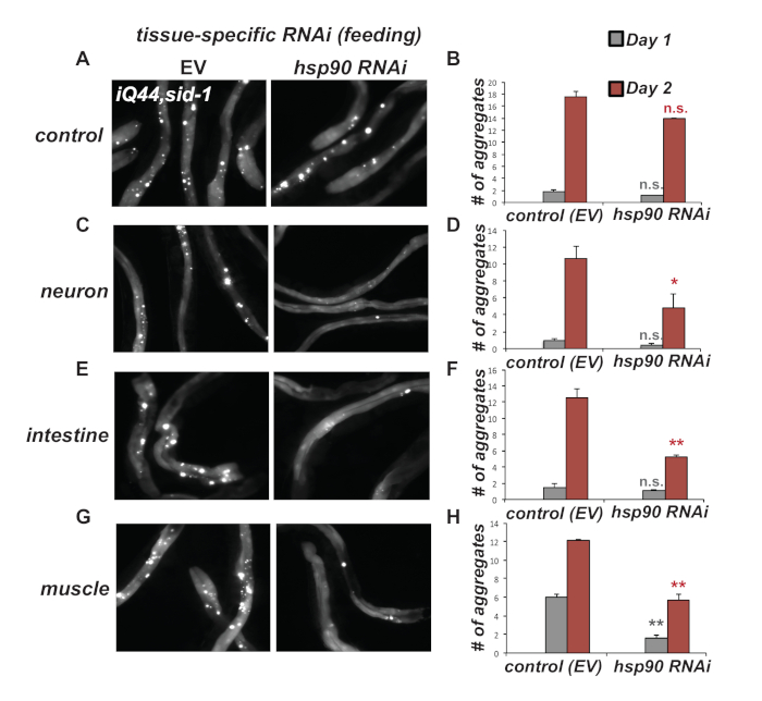 RNAi-induced protein aggregation in tissues; microscopy image; bar graph data; hsp90 effect.