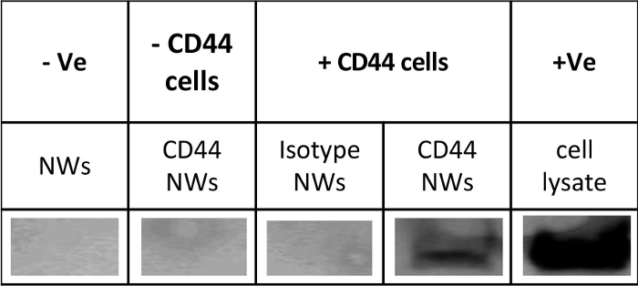 CD44 expression analysis with nanoparticles; Western blot results; CD44, isotype NWs, cell lysate.