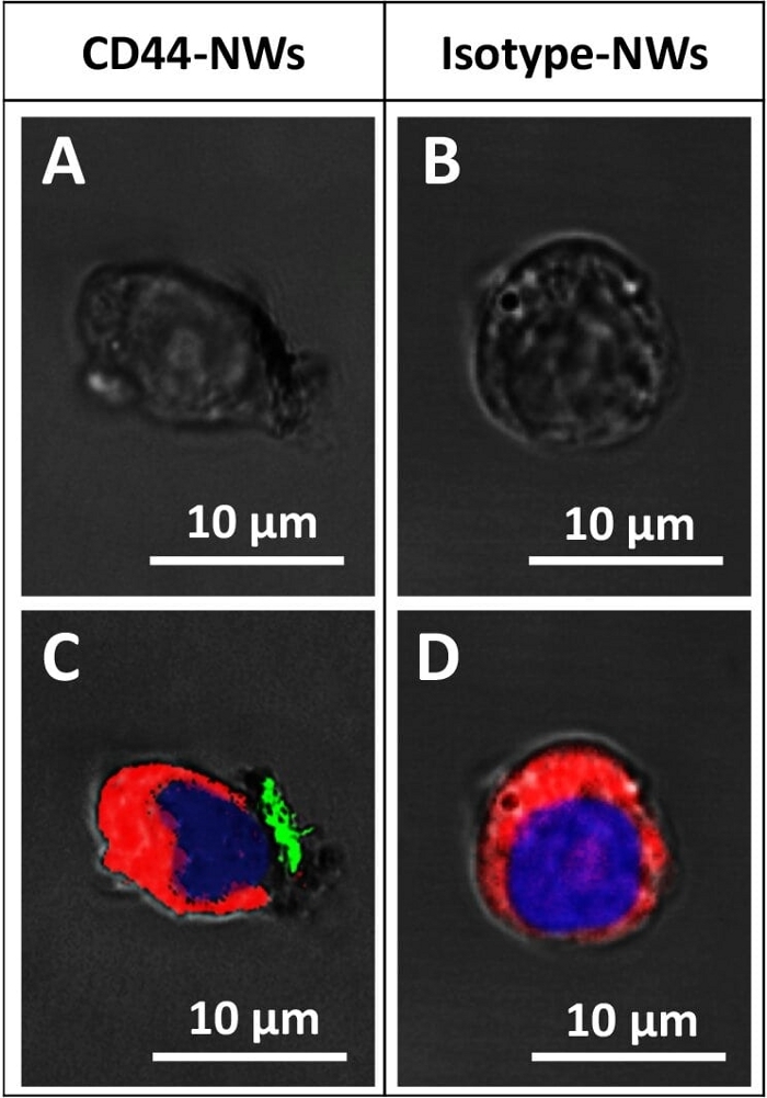 Microscope image of cells with CD44 and isotype NWs; immunofluorescence staining comparison.