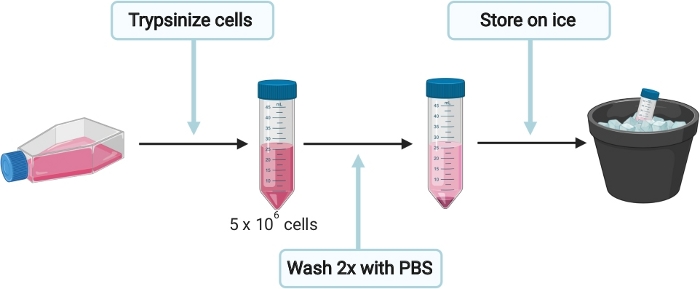Cell culture process diagram: trypsinize cells, wash with PBS, store on ice, 5x10^6 cells.