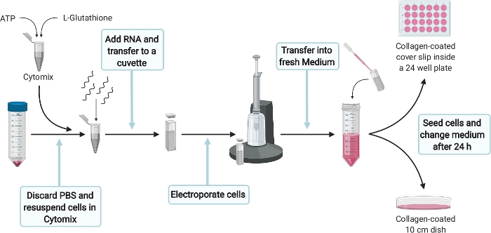 Electroporation process diagram: RNA transfer, cuvette, cell resuspension, medium change, cell seeding.