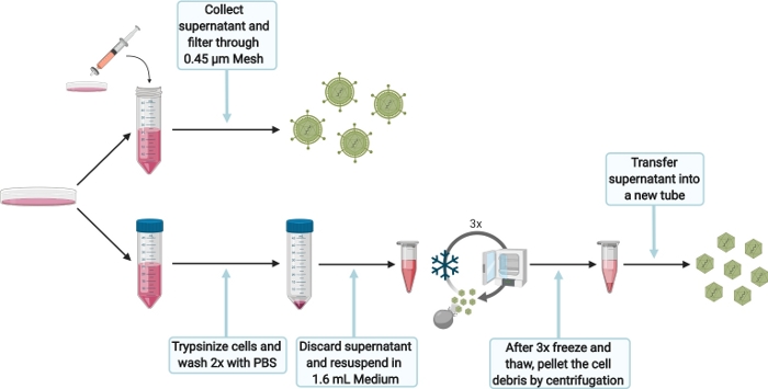 Cell supernatant preparation diagram: filtration, trypsinization, centrifugation for experimental use.