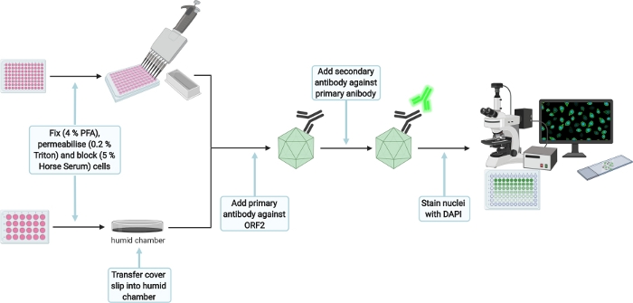 Immunofluorescence process diagram: cell fixation, antibody staining, microscope analysis.