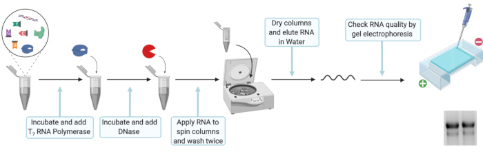 RNA transcription process, T7 RNA polymerase, DNase, centrifuge, gel electrophoresis diagram.