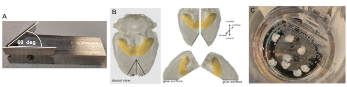 Surgical tool setup, skull dissection diagrams, and tissue incubation experiment results.