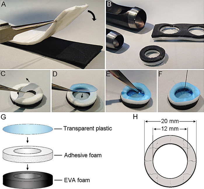 Transparent plastic assembly; adhesive foam, EVA foam materials; fabrication process diagram.