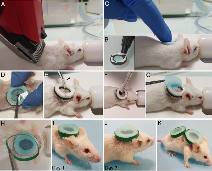 Mouse cranial window installation; surgical procedure; microscopy experiment; research methodology.