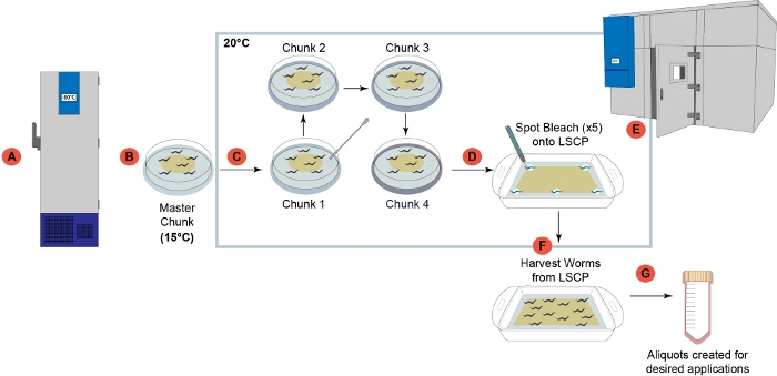 figure-results-1 Worm cultivation diagram with freezer, agar plates, spotting bleach, incubator, harvesting worms.