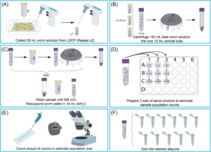figure-results-2 Worm population estimation process, centrifugation, serial dilutions, microscopy, experiment diagram.