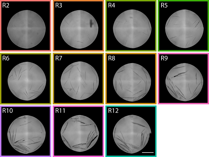 figure-results-6 Crystallization process diagram, showing crystal formation in 12 petri dish samples with varying conditions.