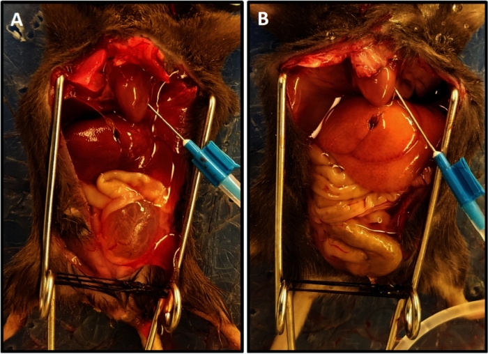 figure-results-1 Rat dissection experiment; abdominal organ exposure for anatomical study; surgical instruments visible.