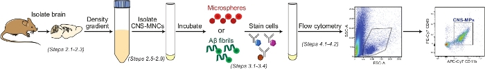 Isolate CNS-MNCs process diagram; includes steps: density gradient, incubation, flow cytometry.