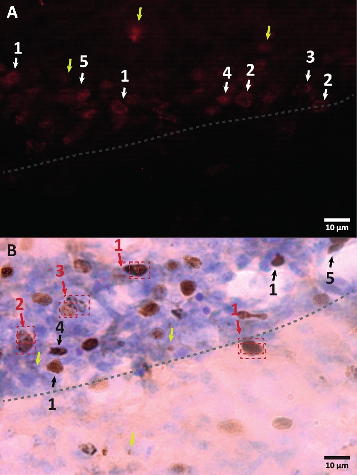 Fluorescence microscopy of cell structures; image highlights differential staining of cellular components.
