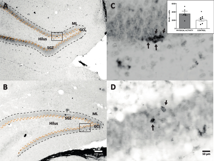 Hippocampal neurogenesis image; brain section analysis, physical activity, control, graph inset.