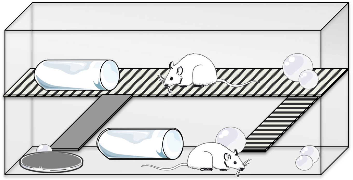 Age of Laboratory Hamster and Human: Drawing the Connexion