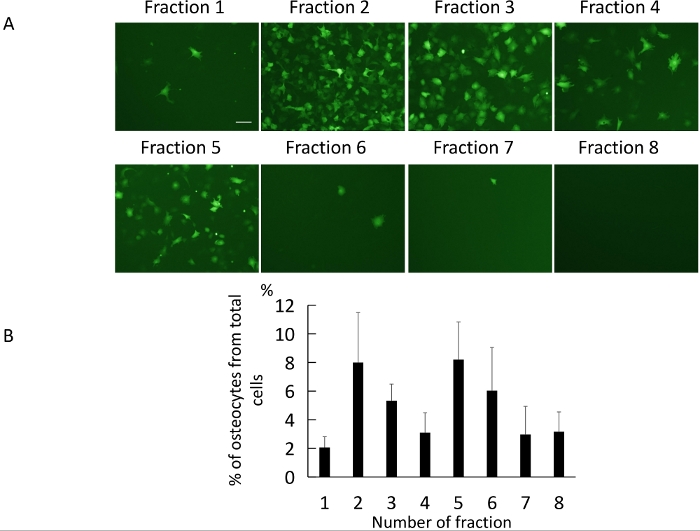Fluorescent microscopy images and bar graph of osteocyte fractions; cell distribution analysis.
