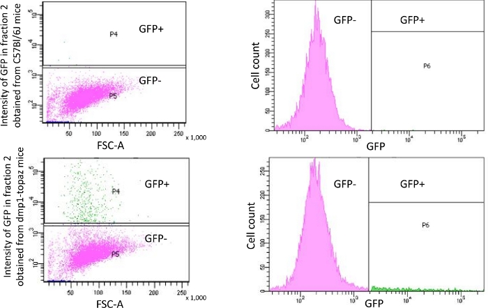 Flow cytometry analysis showing GFP expression in treated vs. control mice; scatter and histograms.