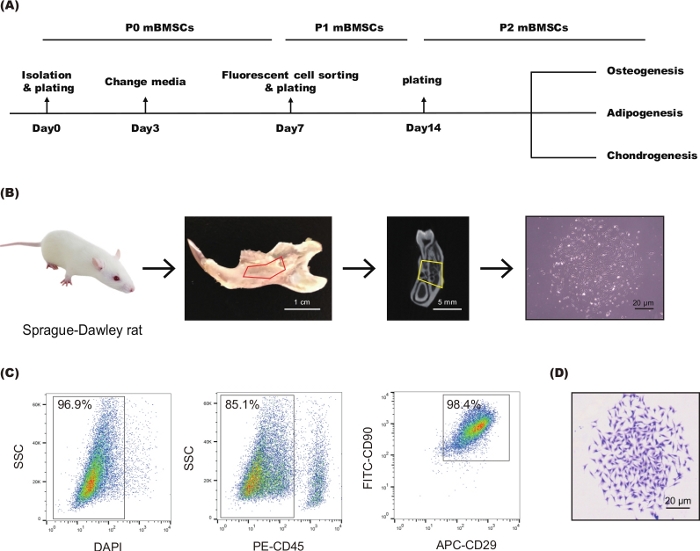 Isolation and Cultivation of Mandibular Bone Marrow Mesenchymal Stem ...