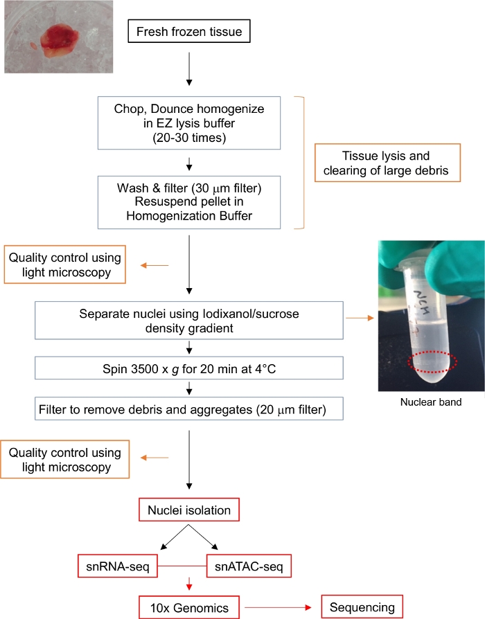 figure-results-1 Tissue lysis diagram; nuclei isolation via iodixanol gradient; single-cell seq; microscopy QC.