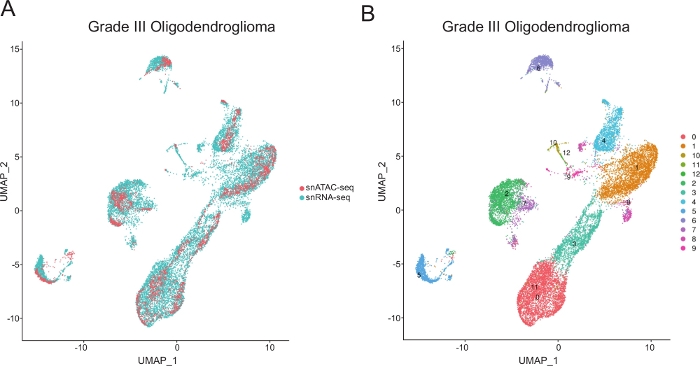 figure-results-3 UMAP plot, Grade III Oligodendroglioma, snATAC-seq, snRNA-seq, gene expression analysis, diagram.