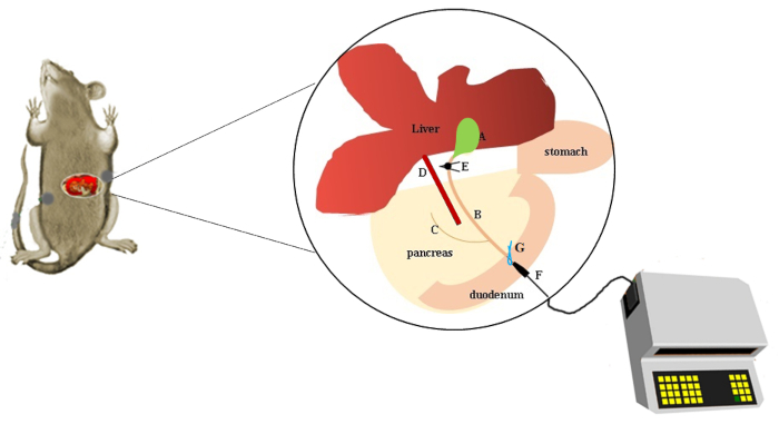 Rat anatomy study with liver, stomach, pancreas diagram; equipment for physiological analysis.
