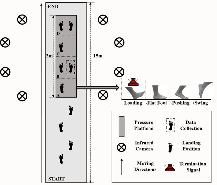 Gait analysis diagram with pressure platform, infrared camera, foot movement stages, data collection.