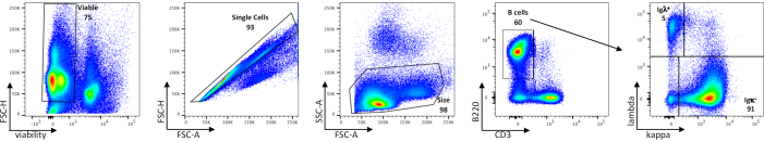 figure-results-4 Flow cytometry dot plots; cell viability, single-cell gating, B cell identification process.