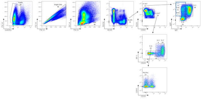 figure-results-2 Flow cytometry diagram showing B cell analysis; plots of FSC-A vs SSC-A, CD43, IgD markers.