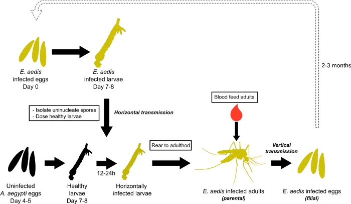 Mosquito life cycle diagram; horizontal, vertical pathogen transmission in Aedes aegypti.