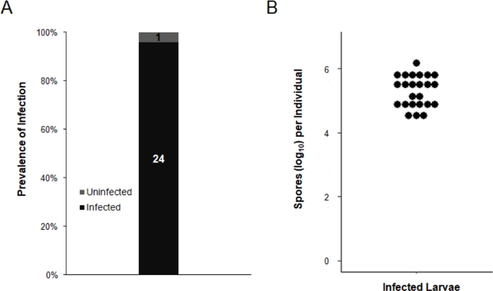 Infection prevalence chart and spore count graph; data analysis on infected larvae.
