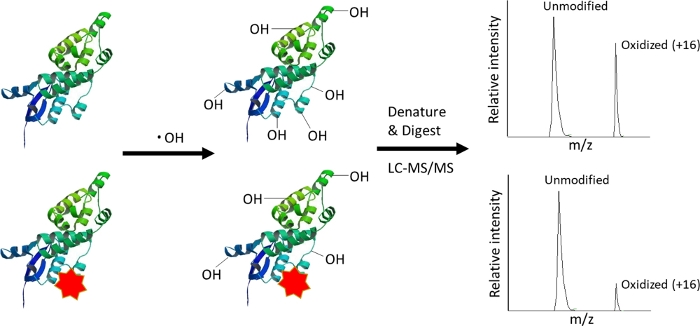 Protein oxidation process, LC-MS/MS analysis, denature/digest method, mass spectrometry results.