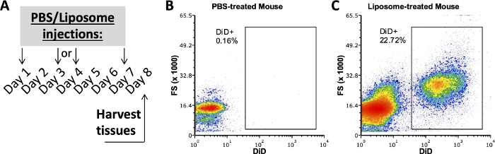figure-results-2 PBS/liposome injection schedule and flow cytometry results; tissue analysis, DiD+ detection.