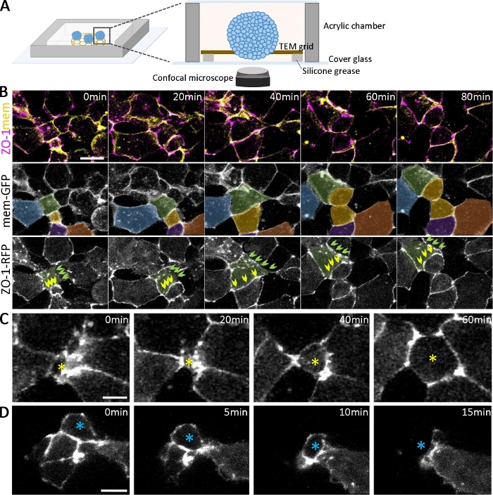 figure-results-2 Confocal microscopy diagram; ZO-1 membrane dynamics over time; cells tagged with GFP, RFP; time-lapse.