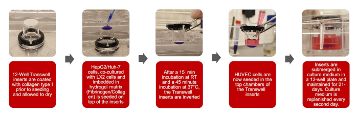 Transwell assay diagram, cell seeding, incubation, and culture setup for cellular interaction study.