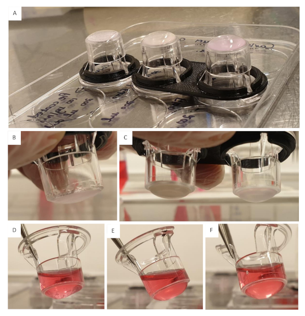 figure-results-5 Osmotic shock experiment setup with cell culture inserts and red solution diffusion.
