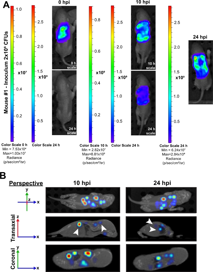 figure-results-2 使用辐射度量尺进行小鼠细菌感染成像;生物发光,断层扫描示意图