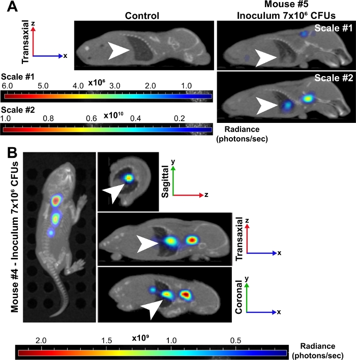 figure-results-3 生物发光成像;小鼠感染研究;辐射通量定量;矢状面、冠状面视图