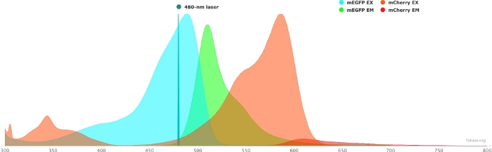 Fluorescence emission and excitation spectra, mEGFP, mCherry, 480 nm laser, spectral overlap graph.