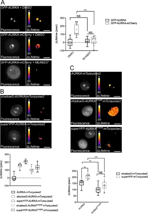Fluorescence lifetime imaging microscopy (FLIM) of protein interactions; graphs show ΔLifetime analysis.