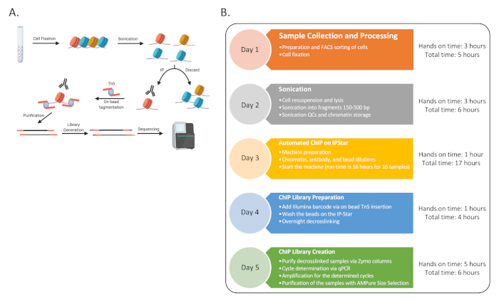 Chromatin immunoprecipitation process diagram with workflow; steps include sonication, sequencing.