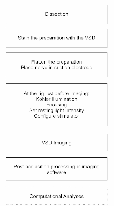 figure-results-2 VSD imaging workflow diagram; dissection, staining, electrode placement, imaging, computational analysis.