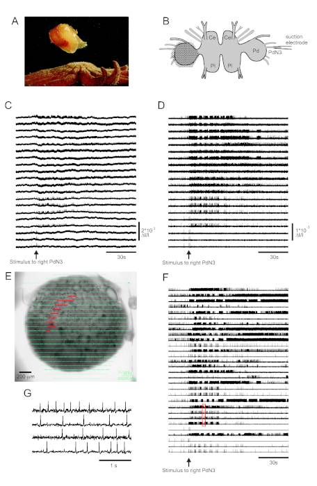 figure-results-3 Neural recording setup with diagram and data; action potential stimulus, electrophysiology results.